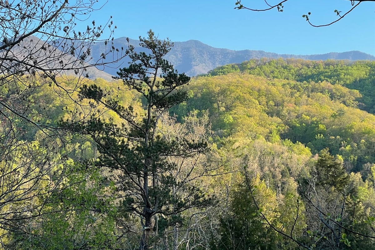 Daytime views from the rear balcony (during Spring)