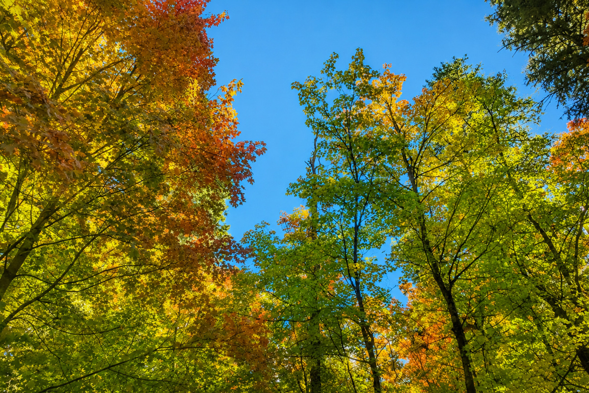 Mt. Lemmon is only a short drive away. Escape the summer heat or experience great fall colors.