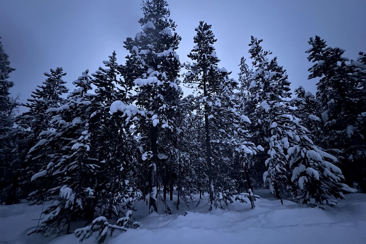 Beautiful pine forest surrounding the cabin. 1 acre lot.