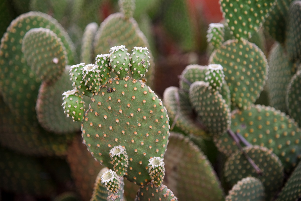 Native prickly pear cactus showcasing the natural desert beauty surrounding Sedona.