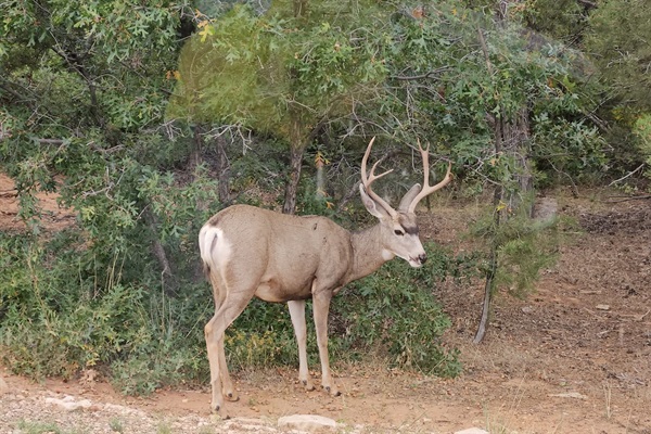 Mule deer