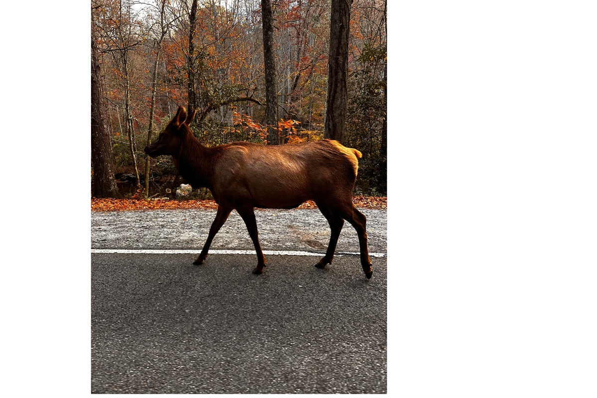 Elk in Cherokee