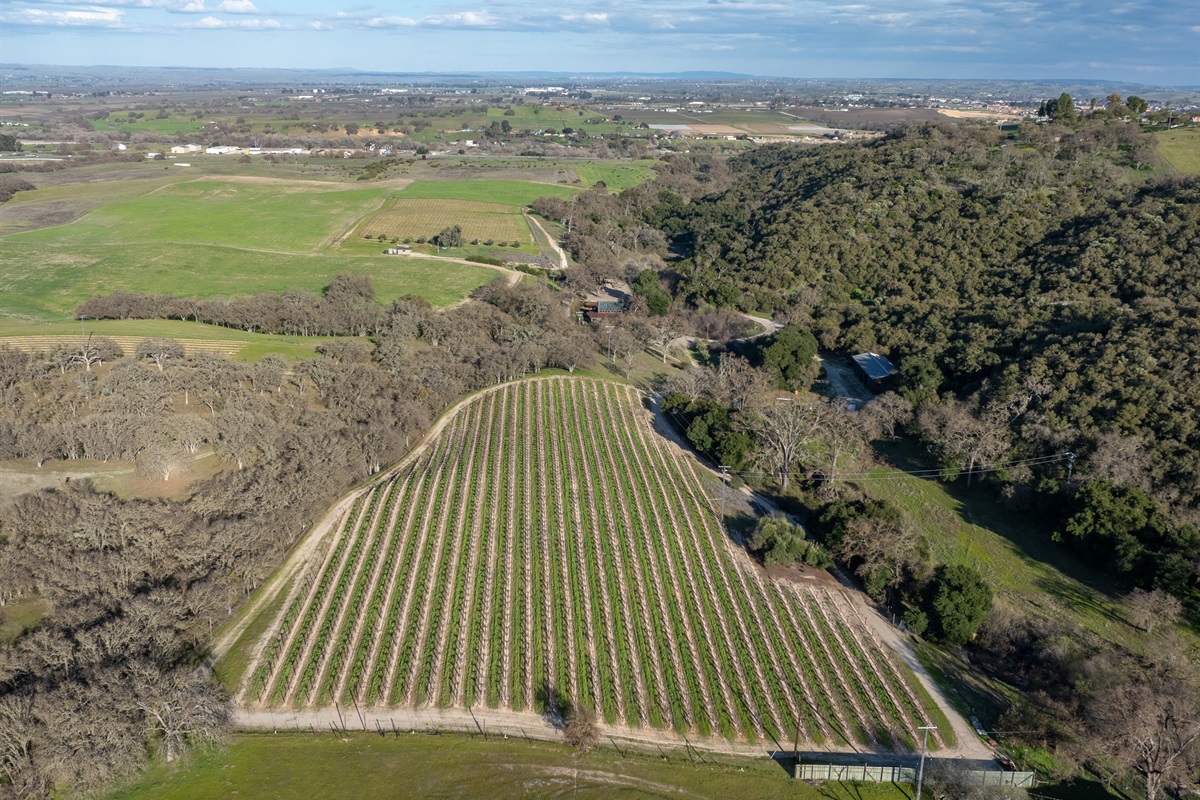 Vineyard views of Oaks & Madeira