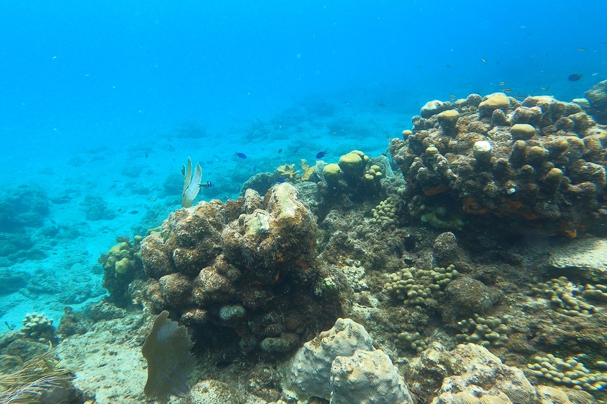 Explore vibrant marine life just beneath the waves.