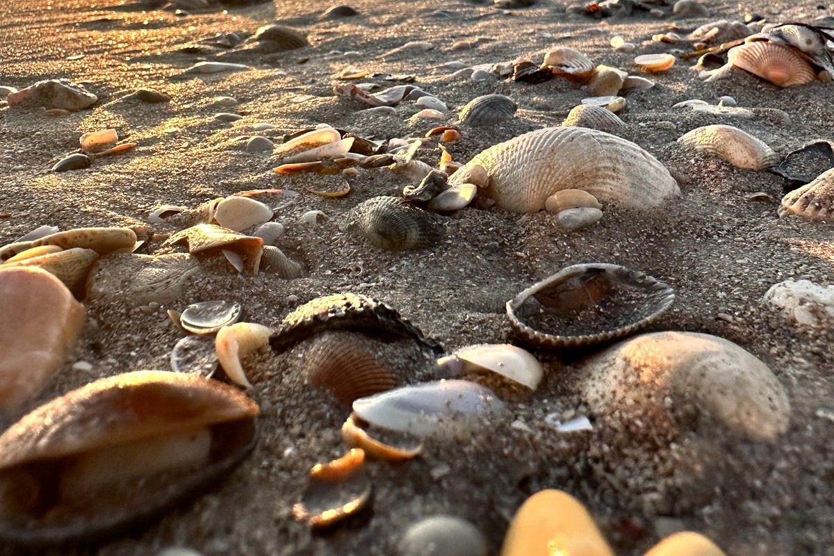 Seashells at Cape san blas