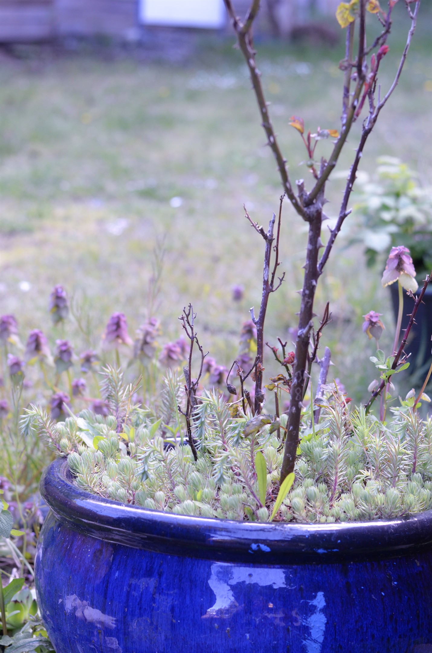 Spring Time