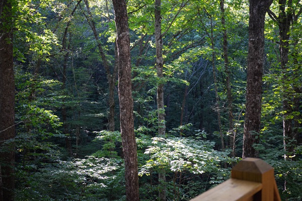 Look out into the tops of the trees