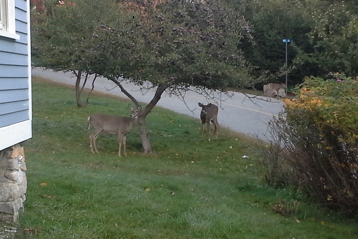 Keep your eyes peeled during your stay. You might just spot some local deer grazing in the yard, a peaceful reminder that you’re living right on the edge of the wilderness. It’s the perfect backdrop for a quiet morning with coffee.