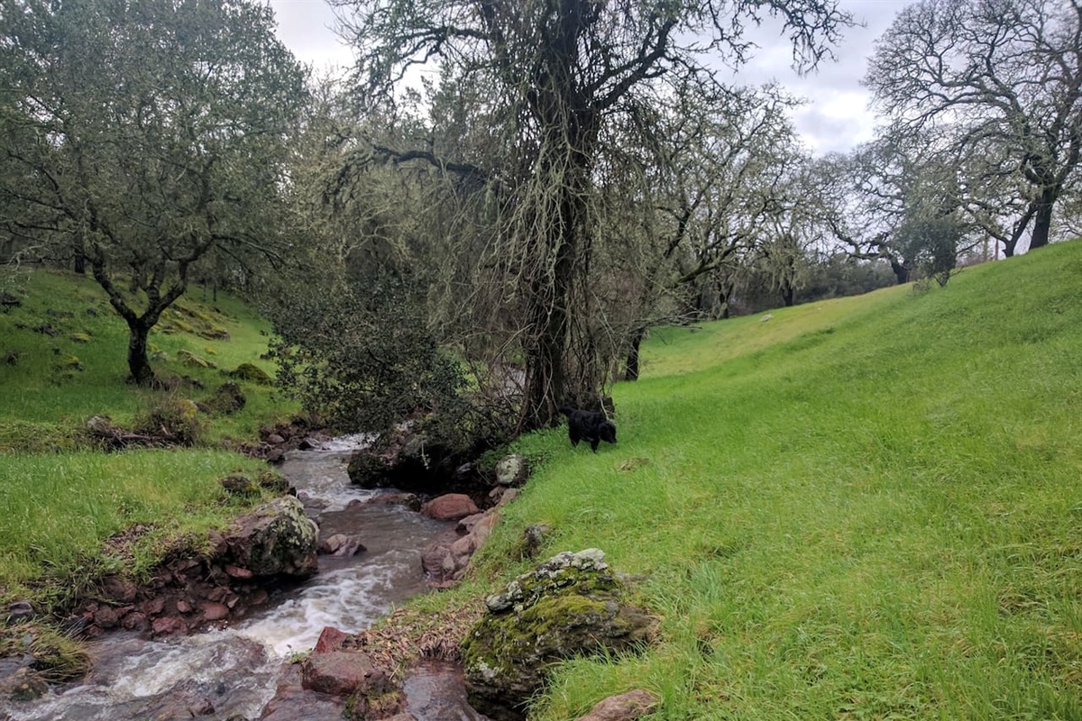 Backyard view with small creek.
