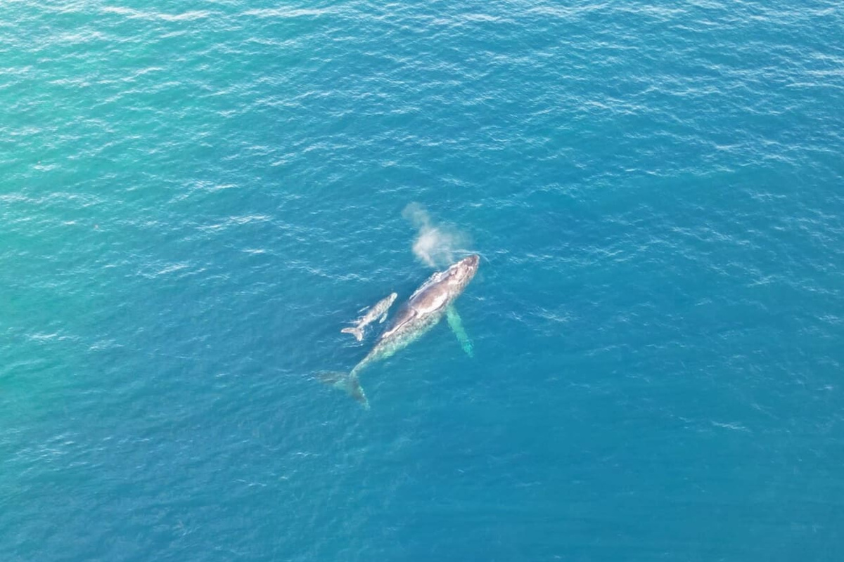 Mother humpback whale and baby humpback whale picture taken by Airbnb guest, David, in Feb 2024 from the home's enclosed private beach