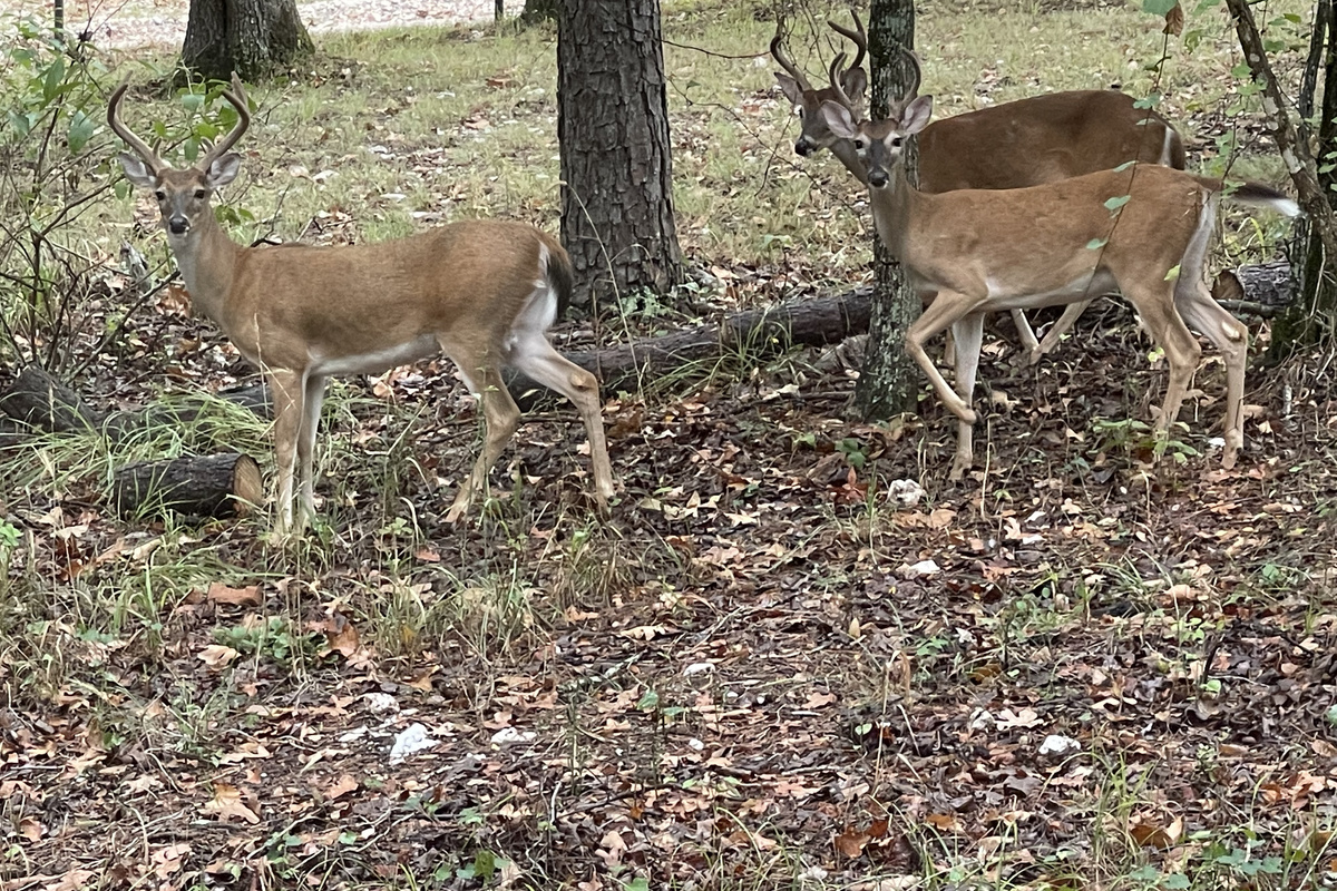 Experience the exceptional @vanillabeancabin with your backyard in the Ouachitah National Forest.