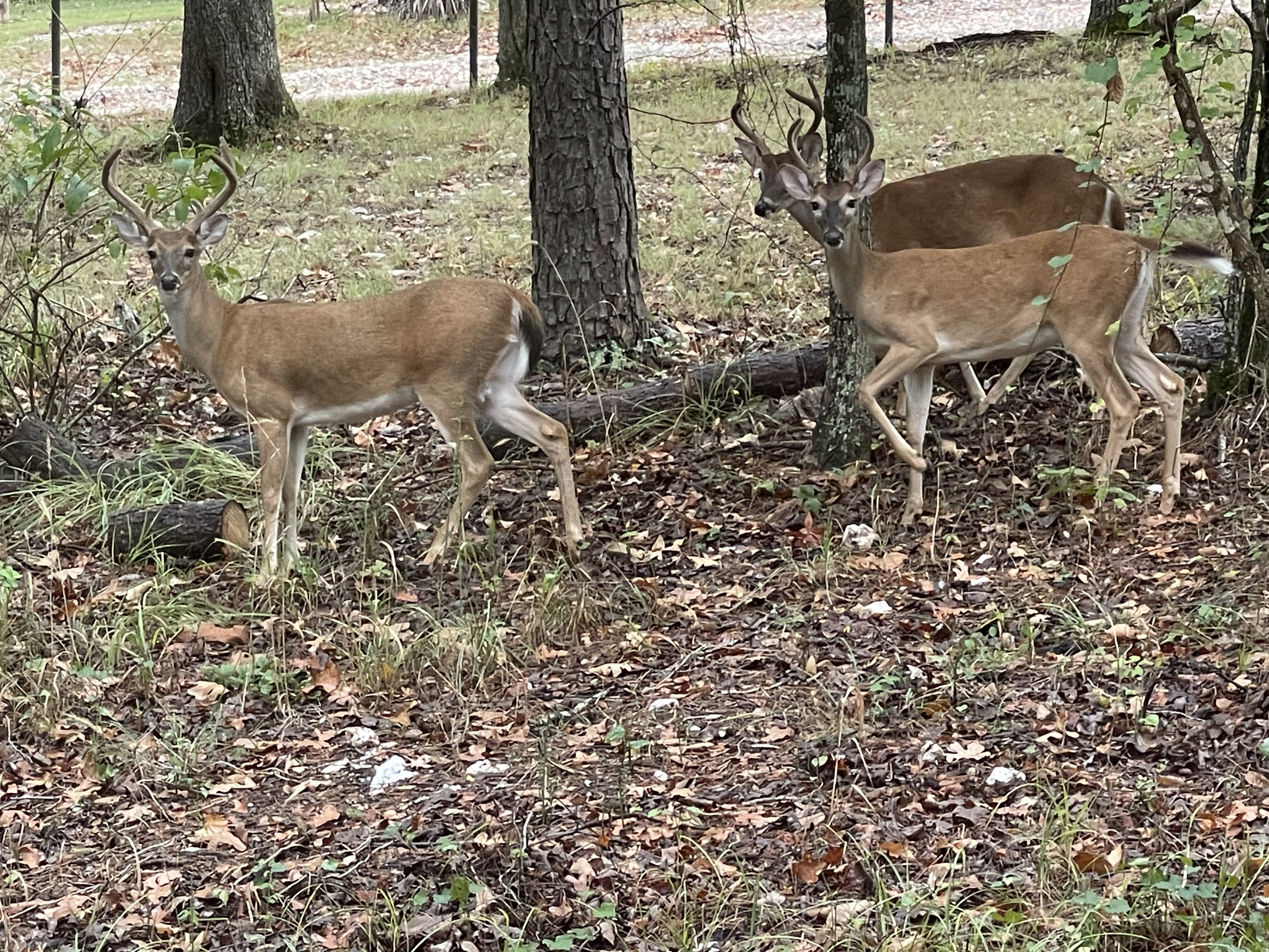 Experience the exceptional @vanillabeancabin with your backyard in the Ouachitah National Forest.