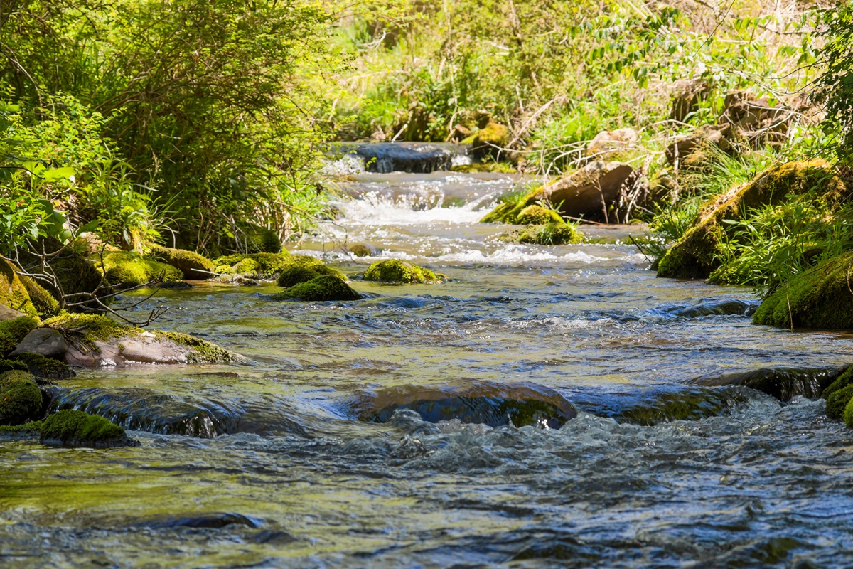 Yellow Creek offers a serene backdrop for relaxing and unwinding.