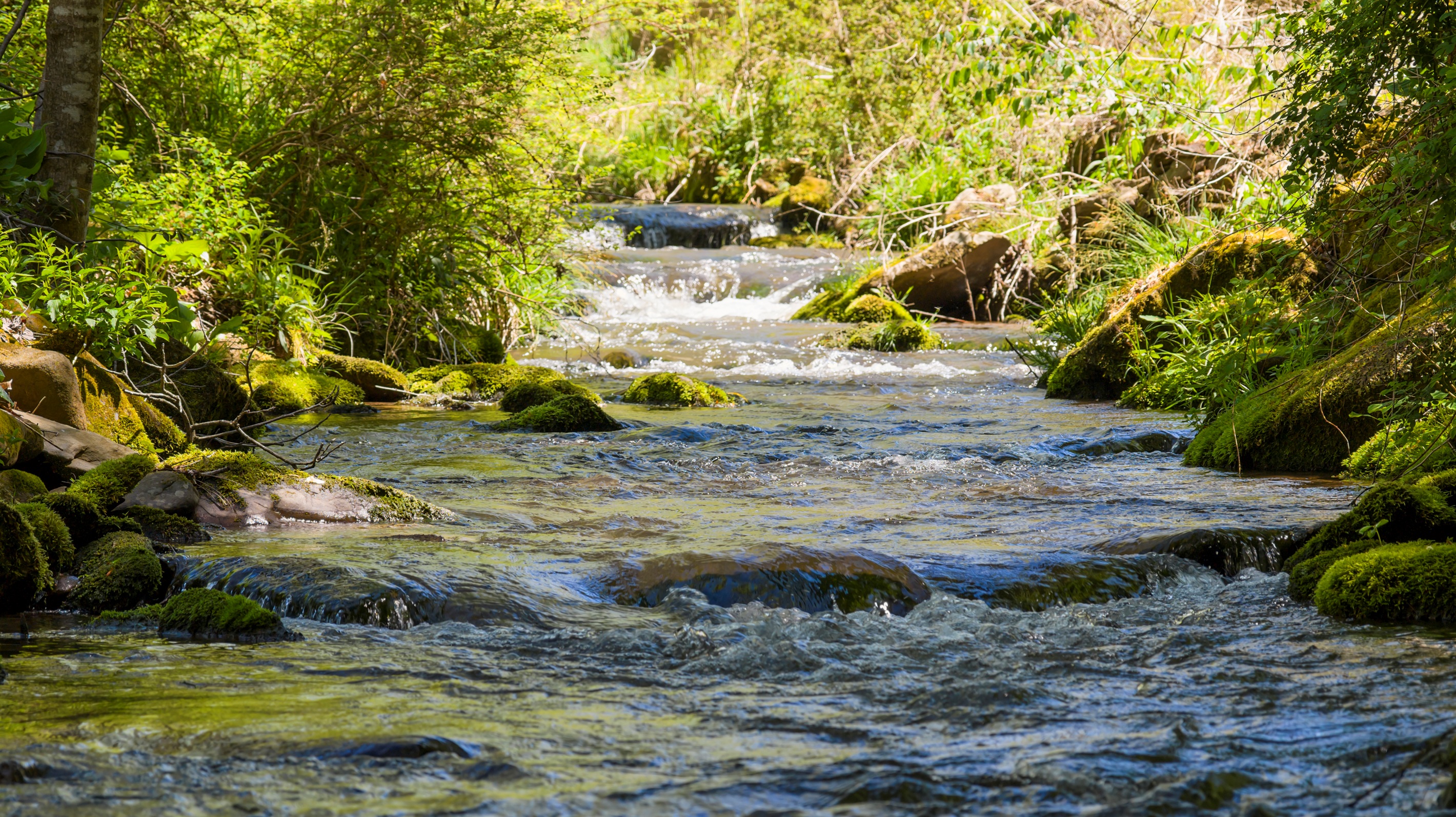 Yellow Creek offers a serene backdrop for relaxing and unwinding.