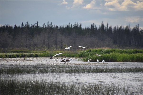 Pelicans gathering ground...by the 100's. Our guest guide will tell you how to get here. It's not in any tourism guides.
