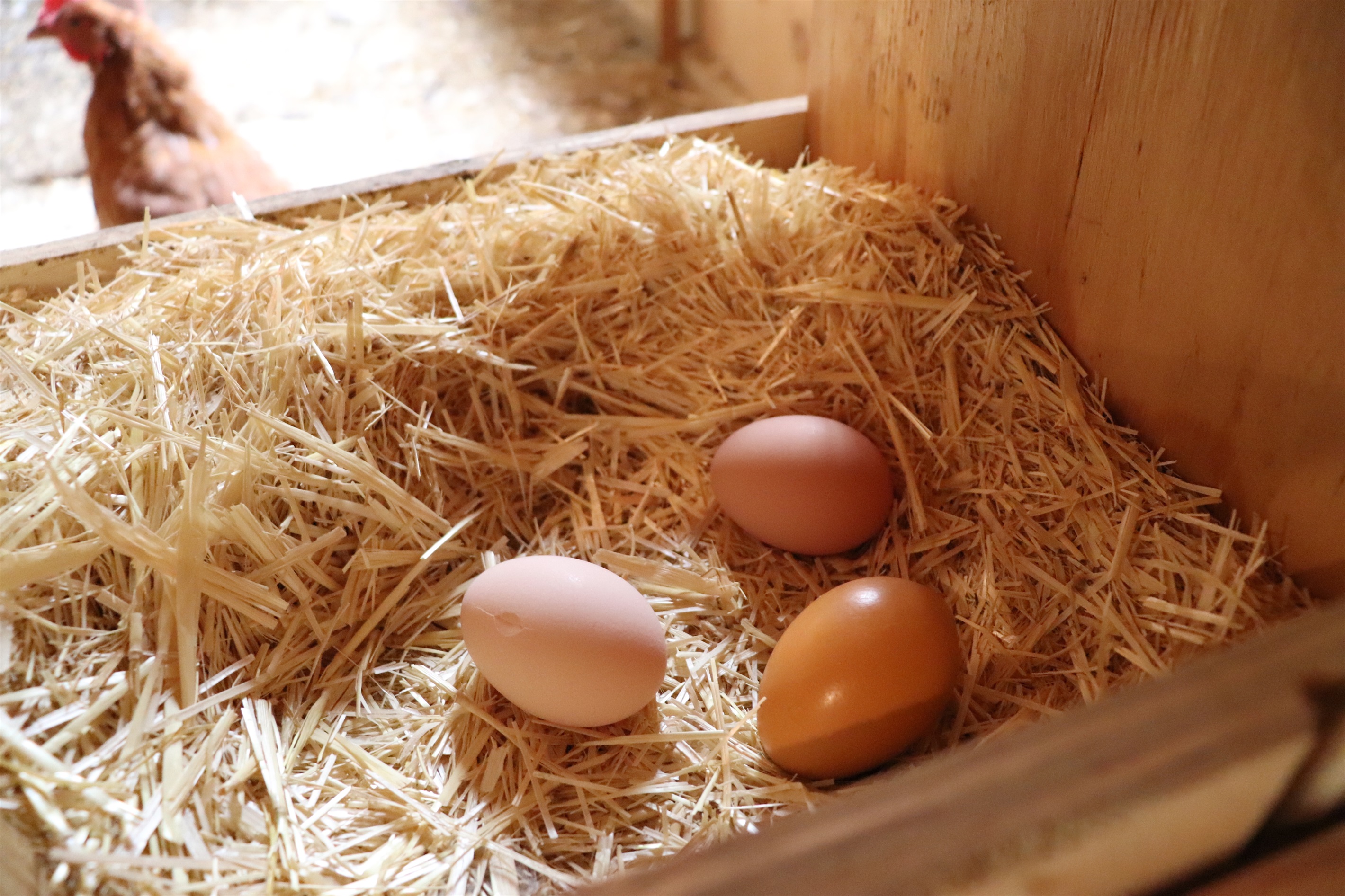 Fresh eggs from the farm