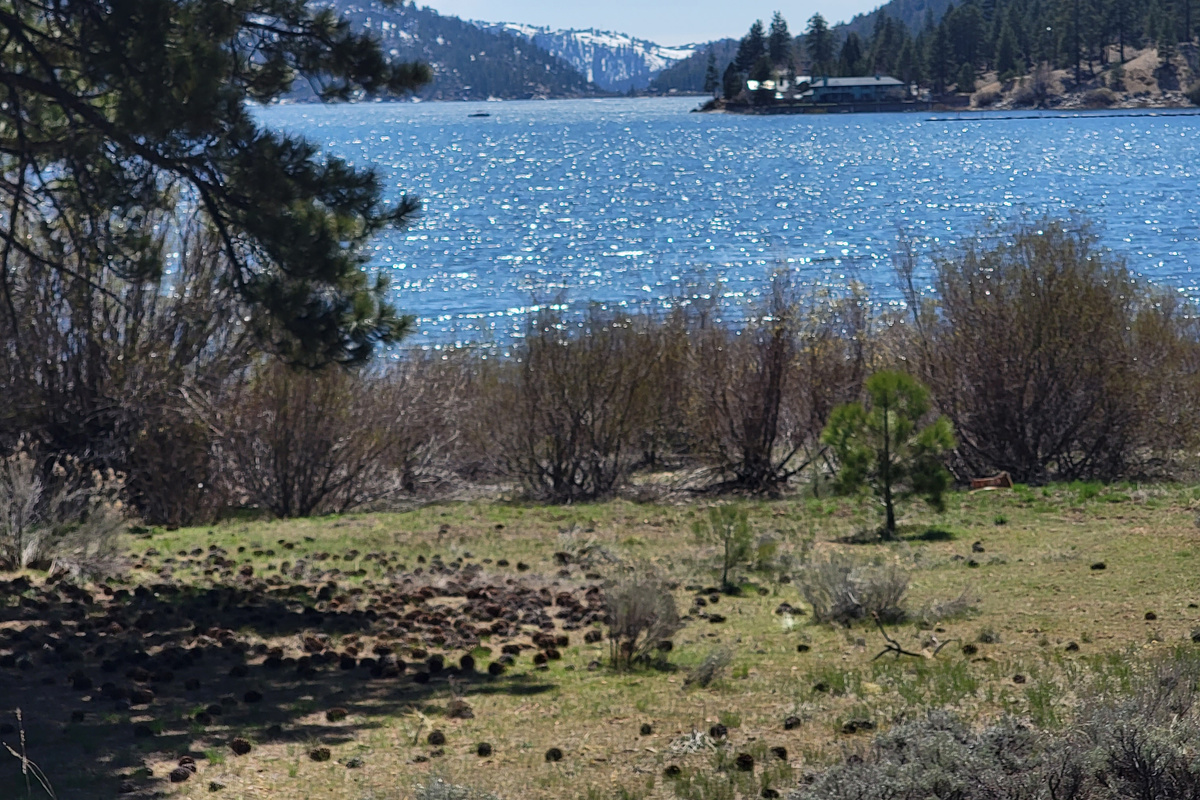Lake Trail View