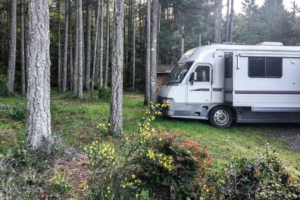 Nosed into the edge of the Forest