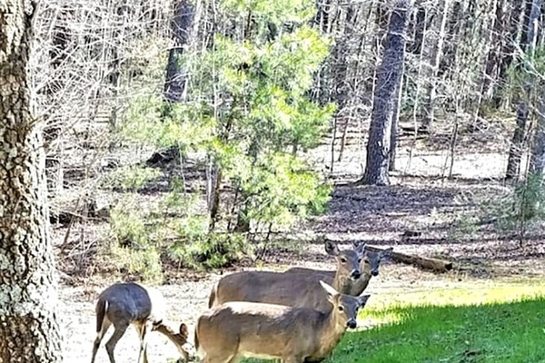 Some morning visitors