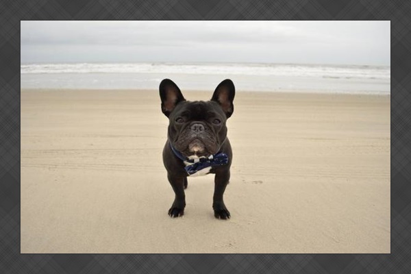 Pets welcome — bring your pup!