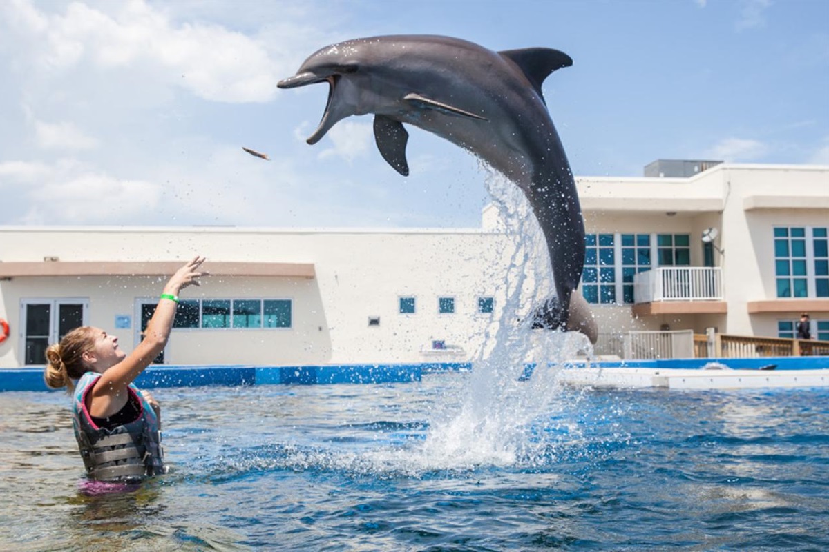 Swim with dolphins at Marineland, just up the coast