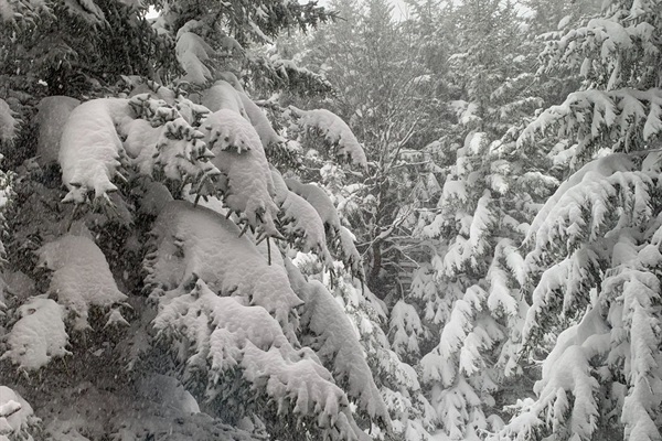 The spruce trees around Loggers Run catch the snow perfectly!