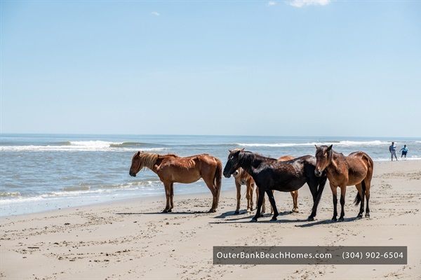 Kick back and enjoy frequent visits from OBX's wild mustangs right at our beach house. It's a unique spectacle that adds to the laid-back charm of our event venue. A truly one-of-a-kind Outer