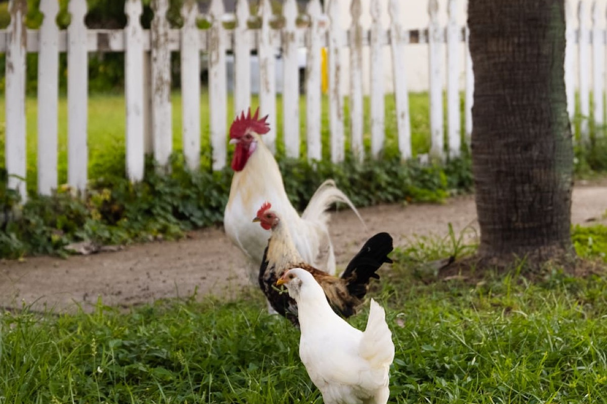 Ybor City’s famous free-roaming chickens, a beloved neighborhood sight near Ybor Roost.