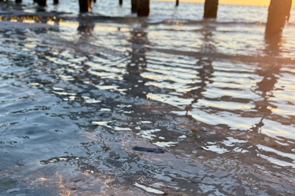 Discover starfish and other live ocean creatures on a bay side sunrise walk