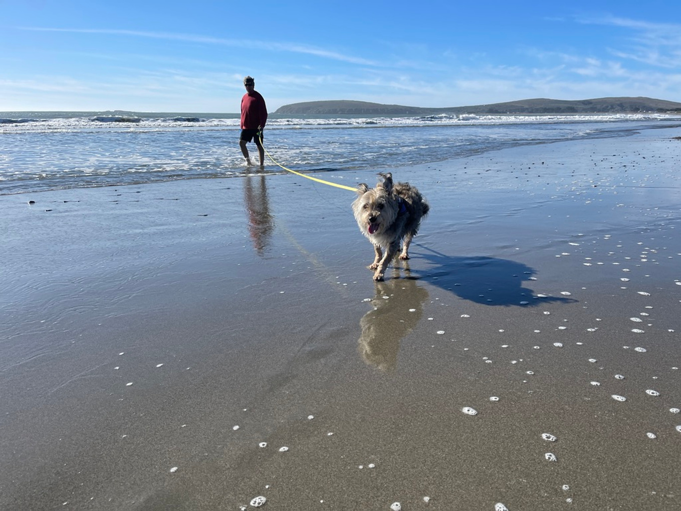 A dog and a person walking beside the ocean