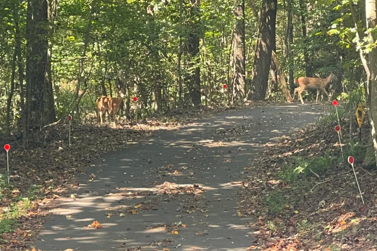 Buck and doe in driveway