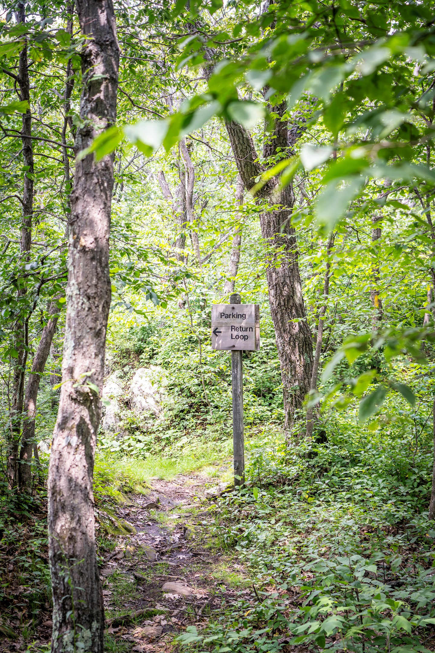 Surrounded by lush forest, the area is filled with well-marked trails—ideal for morning walks, scenic hikes, and immersive nature therapy