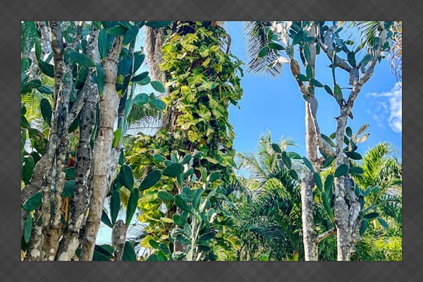Monstera leaves cover the tall palm at the end of Laguna Azul.  