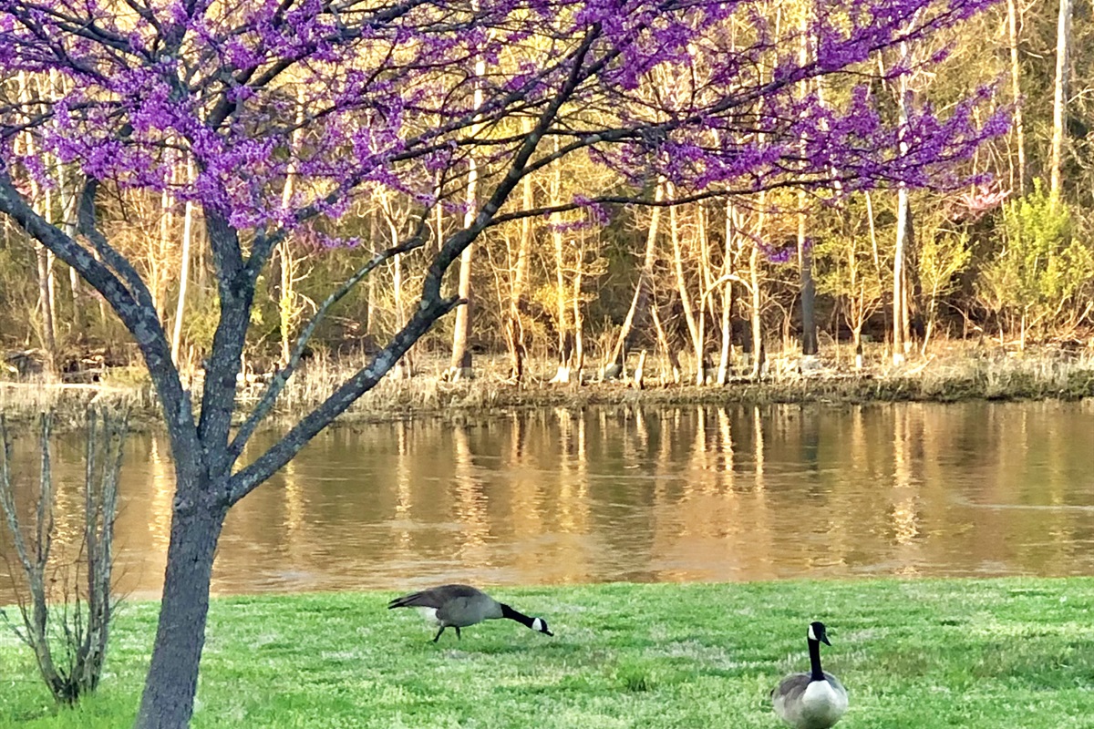 Beautiful geese along the lake! This was sent by one of our wonderful guests!