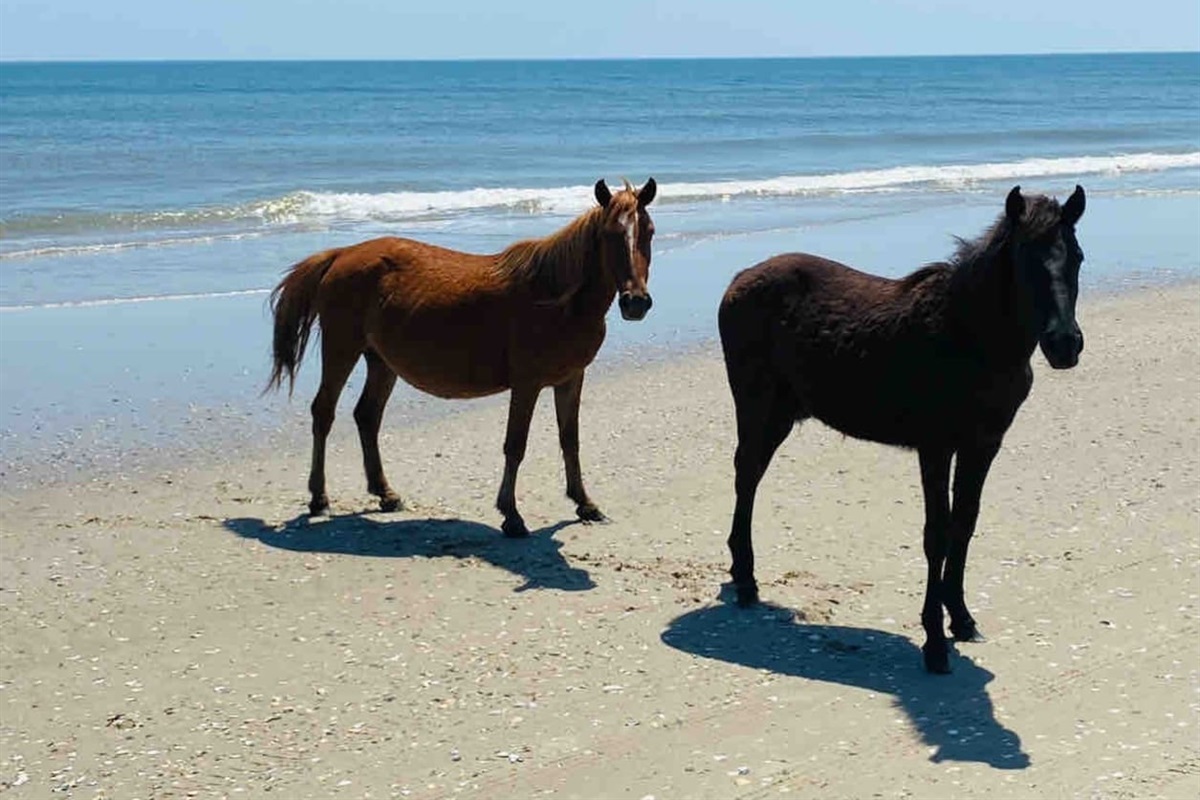 The Corolla Wild Horses are descendants of colonial Spanish Mustangs brought by explores nearly 500 years ago.  Here, these wild horses roam freely and are most commonly found in the four-wheel areas of Corolla. 