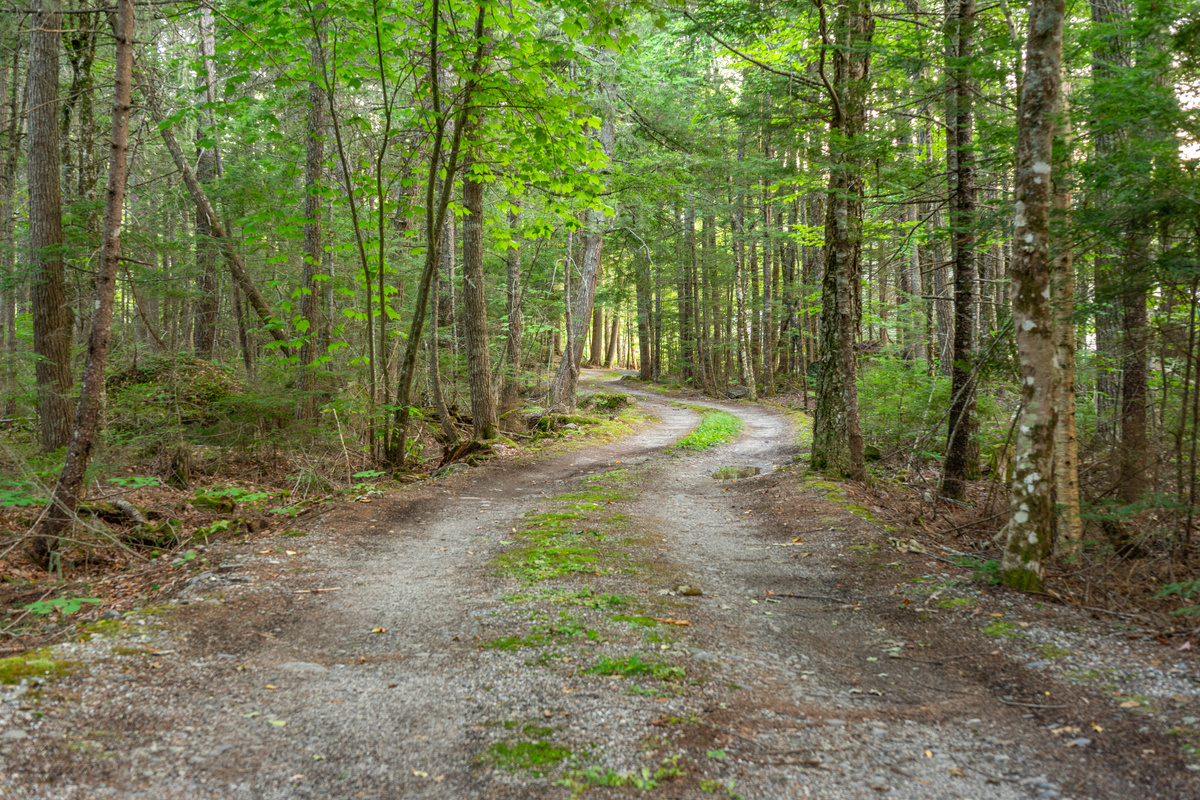 View up the private driveway from the parking area at Loonrise Point! Scenic, two-track gravel camp road winds through dense forest, leading guests down to our secluded peninsula on Beech Hill Pond in Otis, ME. Pure woodland privacy!