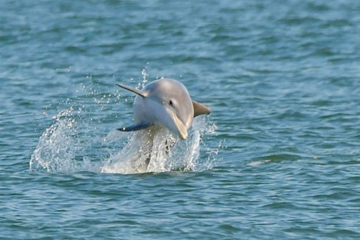 This exciting encounter showcases the local marine life, offering guests a chance to experience nature's beauty firsthand.