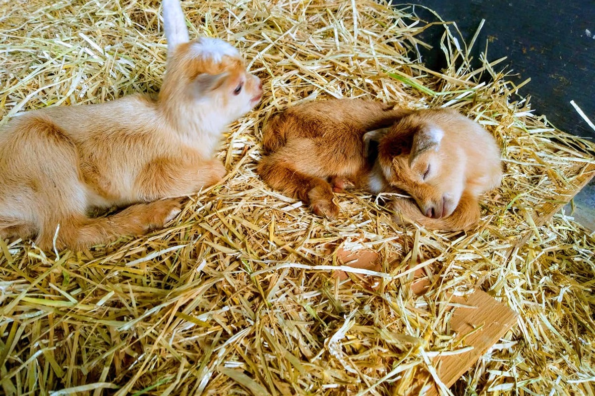 Is there anything cuter than baby goats?