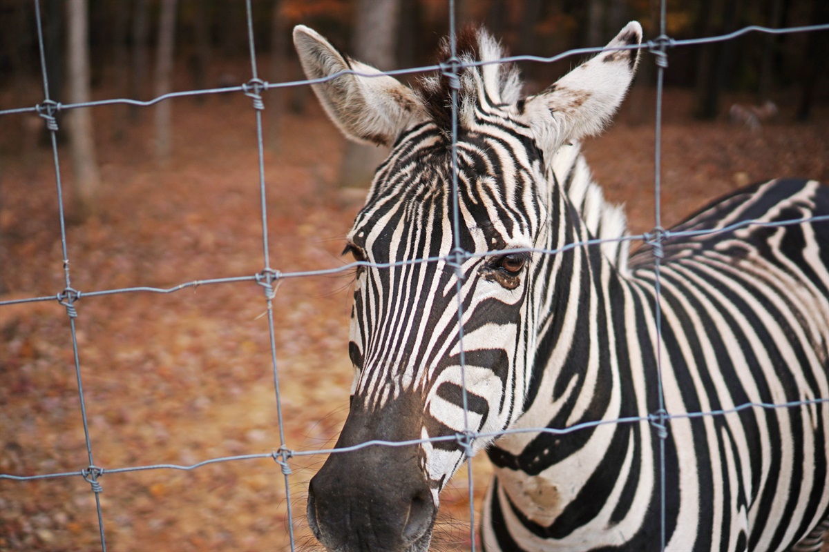 Say hello to our beautiful zebra! Come and experience the wonder of wildlife.