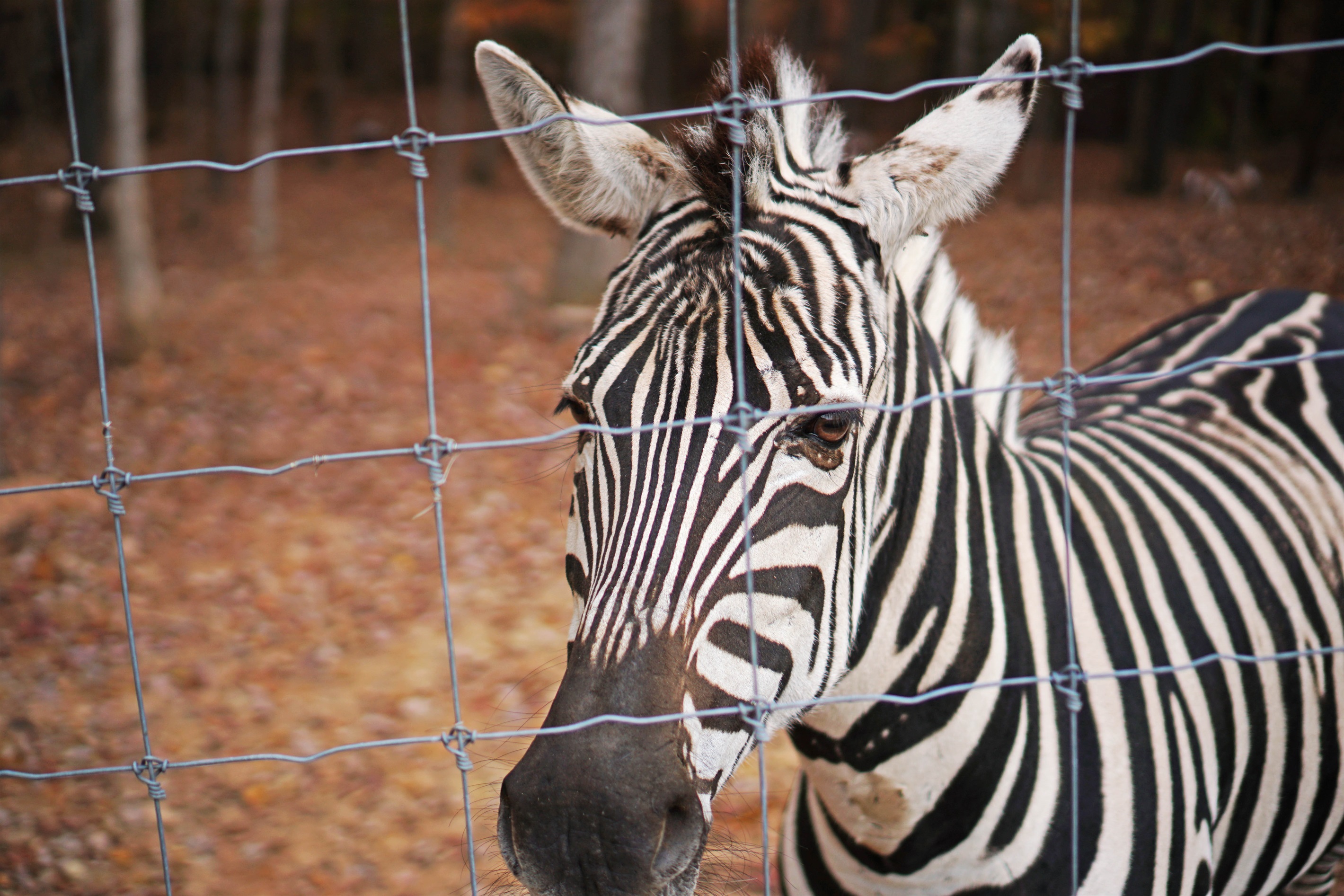 Say hello to our beautiful zebra! Come and experience the wonder of wildlife.