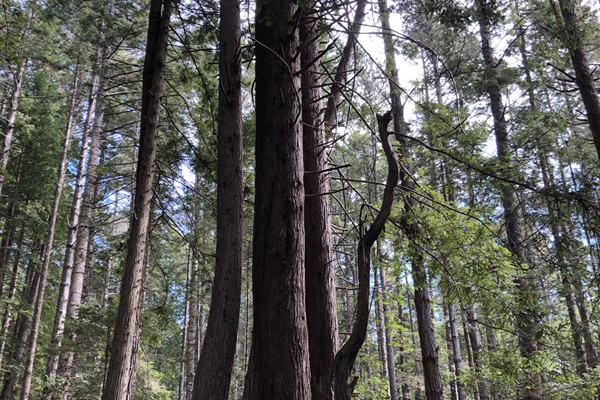 Hike in our forest!