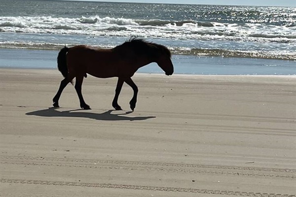 Driving down the beach next to a wild horse
