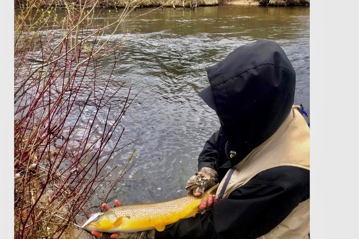 Fantastic brown trout fishing right out your door