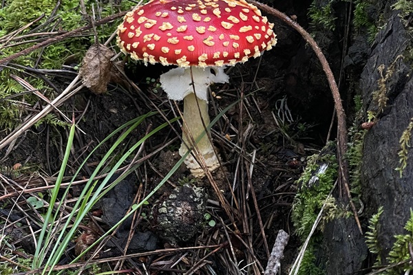 Amanita Muscaria