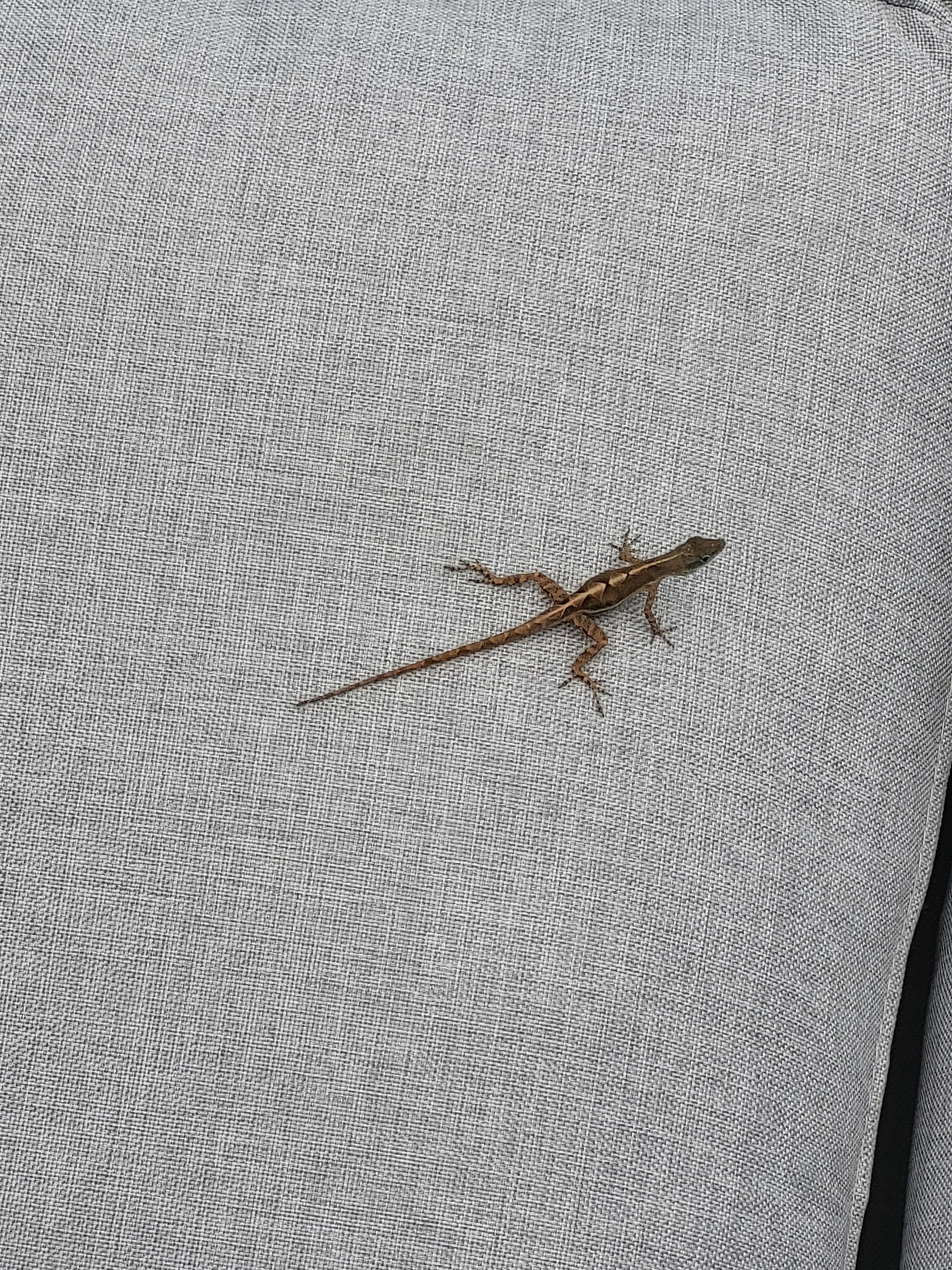 Nature abounds here.  Doing our best to keep the outdoors out, we still have friendly visitors from time to time.
