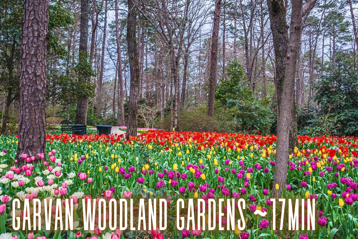 Stroll through the vibrant blooms at Garvan Woodland Gardens, a peaceful escape filled with stunning floral displays.