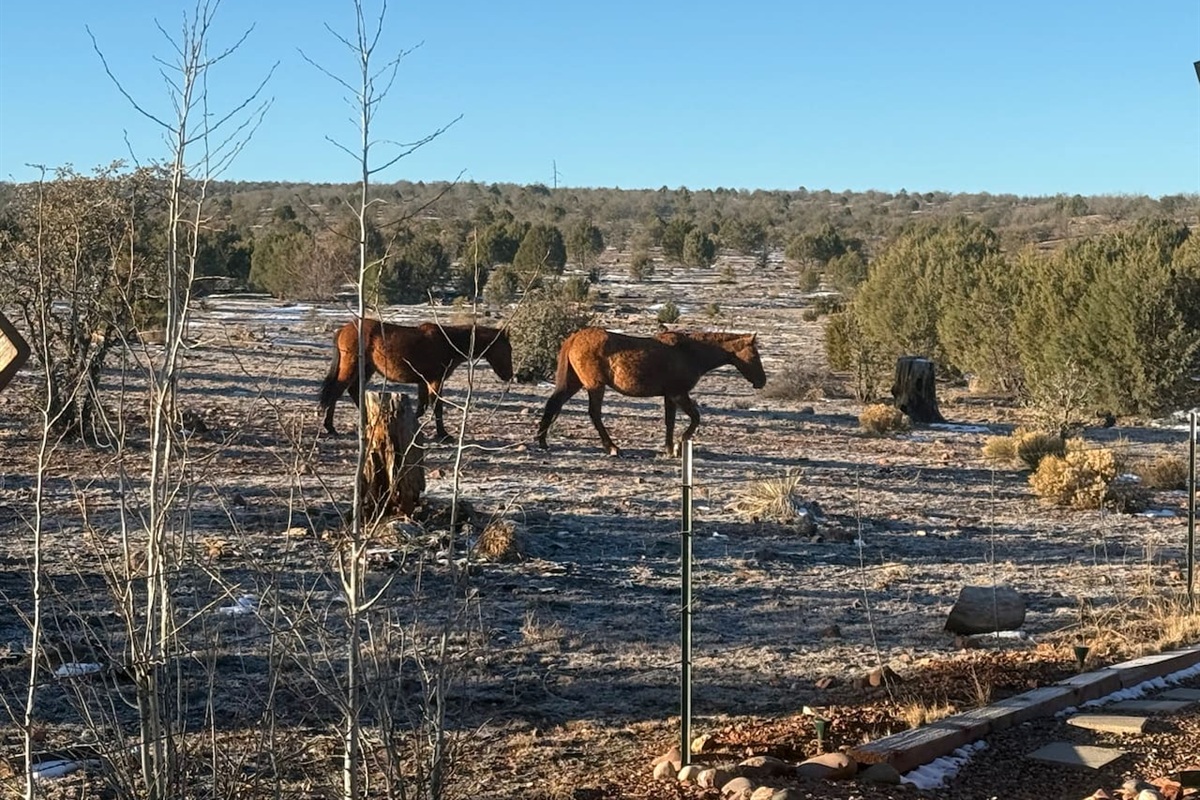 Wild mustangs spotted from the backyard 