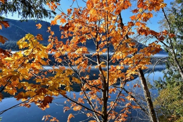 Trees along the lake displaying autumn hues.