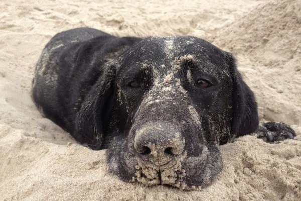 Life’s ruff without a beach trip! Luckily, we’re pet-friendly.