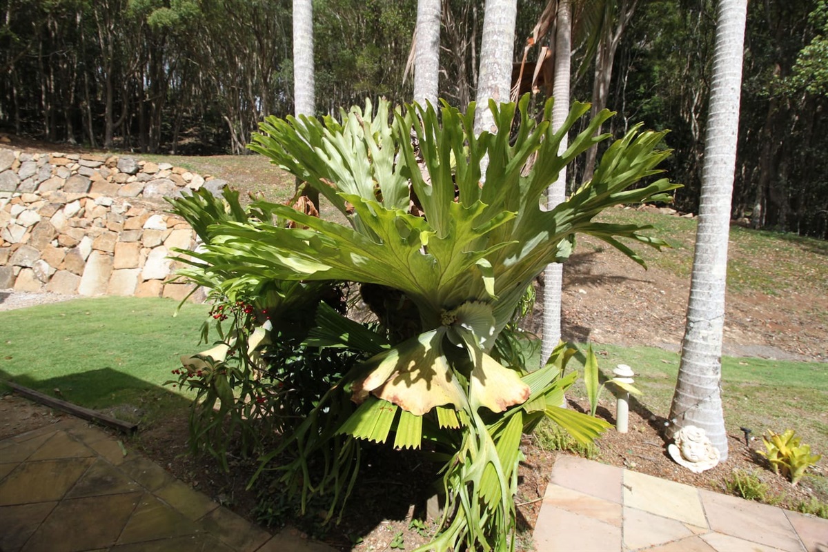 Staghorn view outside the back, you can see this from the bay window